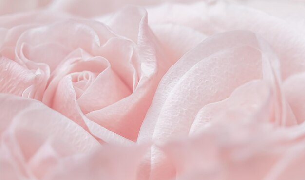 Pink pale rose flower petals soft focus Macro flowers backdrop