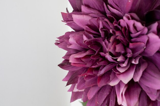 Pink paper flower on a white wall background