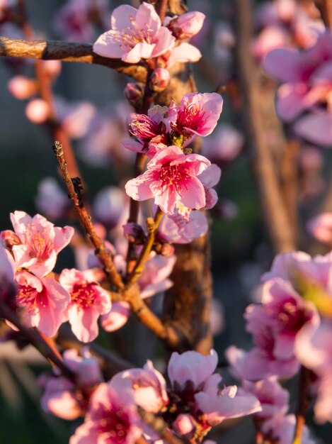 Pink peach tree flowers Prunus persica in Greece at sunset