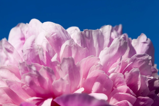 Pink peonies blooming in the summer, flowering plants for decorating the territory