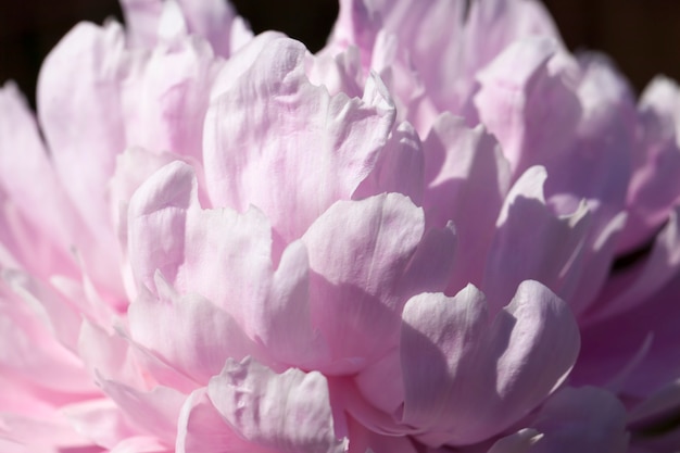 Pink peonies blooming in the summer, flowering plants for decorating the territory