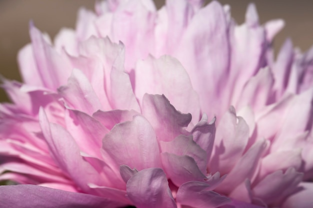 Pink peonies blooming in the summer, flowering plants for decorating the territory