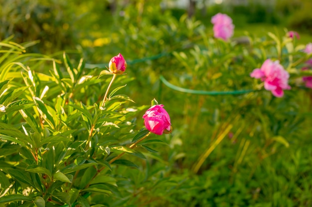 Pink Peonies buds. summer in a garden after rain. Red and purple peonies macro. Delicate bouquet of peonies. The care of garden plants. Landscape design