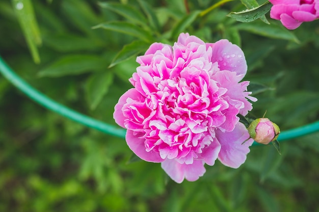 Pink peonies in the garden Blooming bright peony Closeup of beautiful red Peonie flower Summer garden