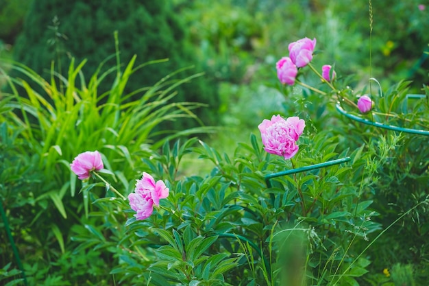 Pink peonies in the garden Blooming bright peony Closeup of beautiful red Peonie flower Summer garden