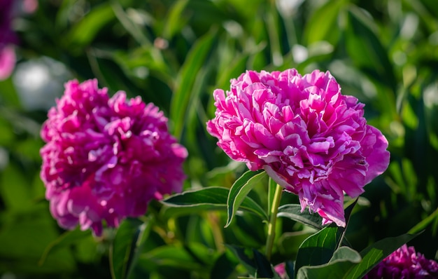 Pink peonies in the garden