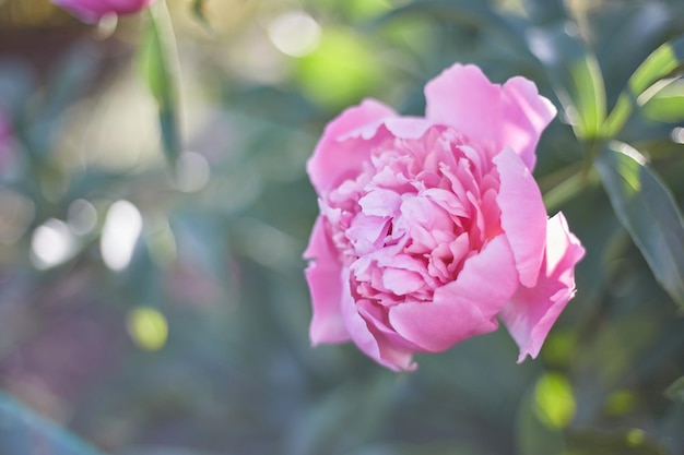 Photo pink peonies in the garden