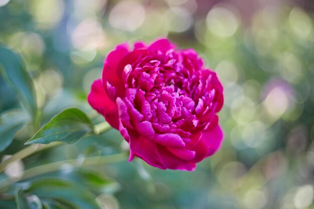 Pink peonies in the garden