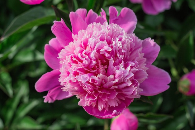 Pink peonies grow in the garden closeup