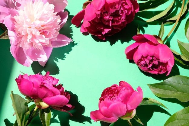 Pink peonies and leaves with hard shadow on pastel surface, copy space. Trendy pattern, summer concept. Top view. PEONIES WITH TREND SHADOWS