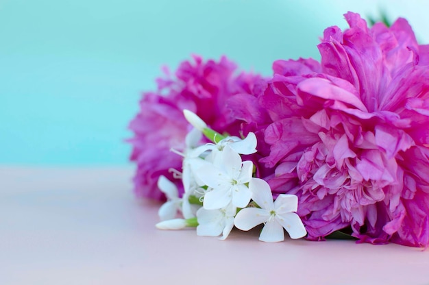 Pink peonies on a pastel background Background with flowers Copy the place for the text International Women's Day valentine's day Happy Mother's Day flower greeting card layout