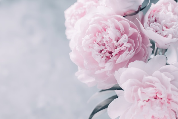 Pink peonies in pastel colors soft focus close up film effect