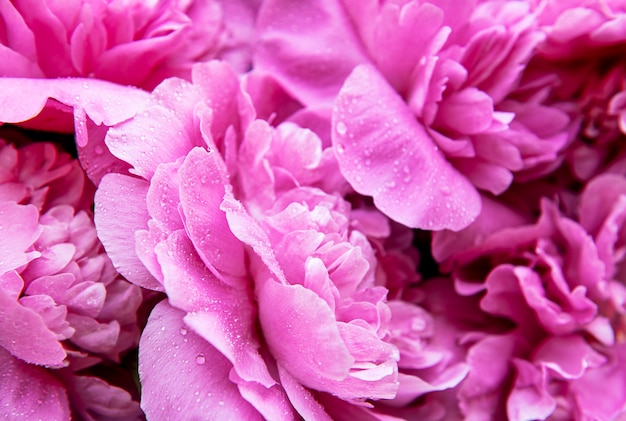 Pink peonies with drops