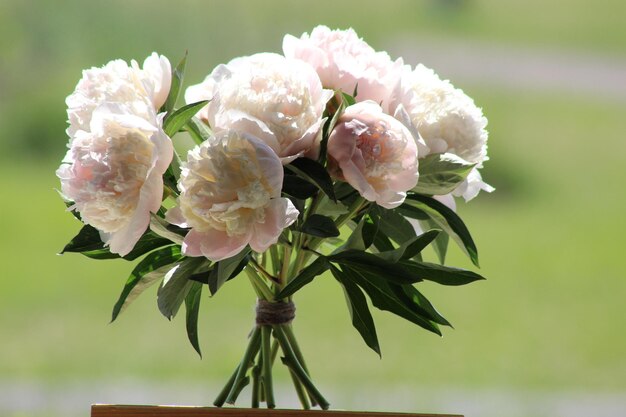 pink peonies