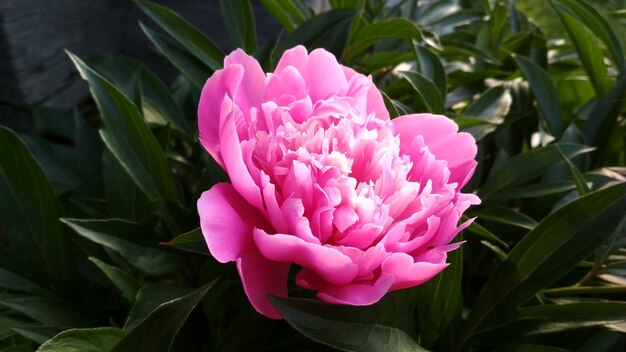 Pink peony, Beautiful flower