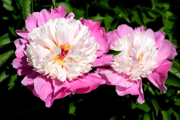 Pink peony blooms closeup