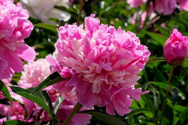 Pink peony blooms closeup