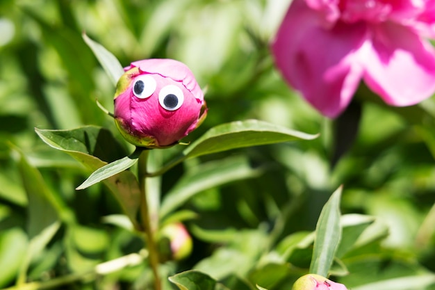 Pink peony bud with funny eyes