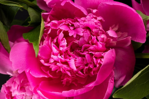 Pink peony closeup