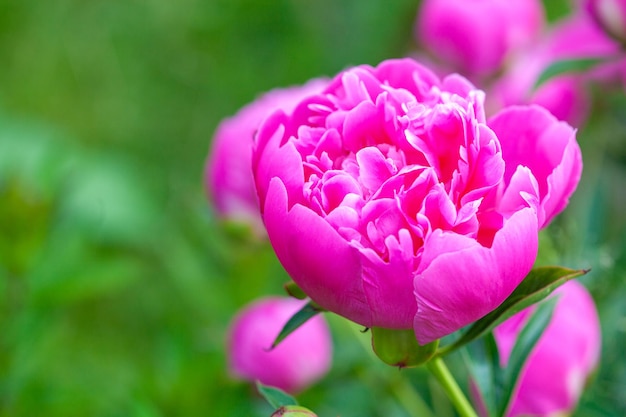 Pink peony flower are in bloom in the peony garden the name of this peony is sarah bernhardt