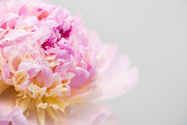 Pink peony flower background beautiful spring