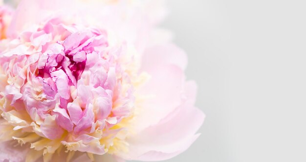 Pink peony flower background beautiful spring