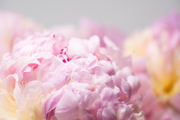 Pink peony flower background beautiful spring