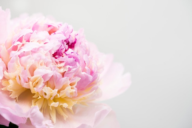 Pink peony flower background, beautiful spring.