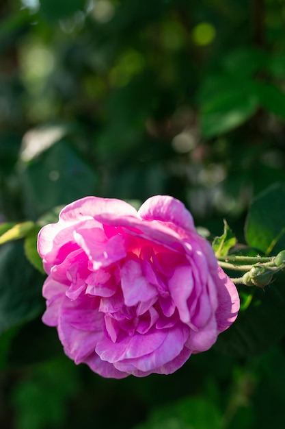 Photo pink peony flower blurred background macro garden garden floriculture