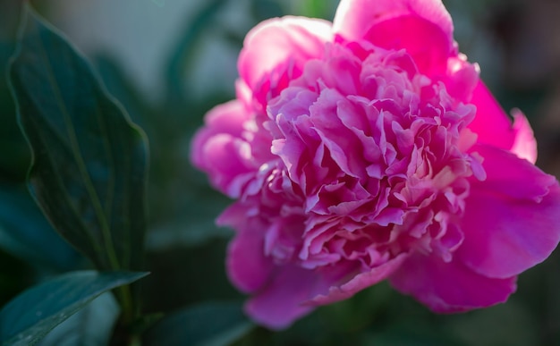 Photo pink peony flower blurred background macro garden garden floriculture