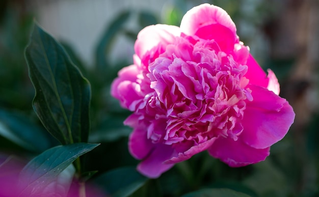 Pink peony flower Blurred background Macro Garden garden floriculture