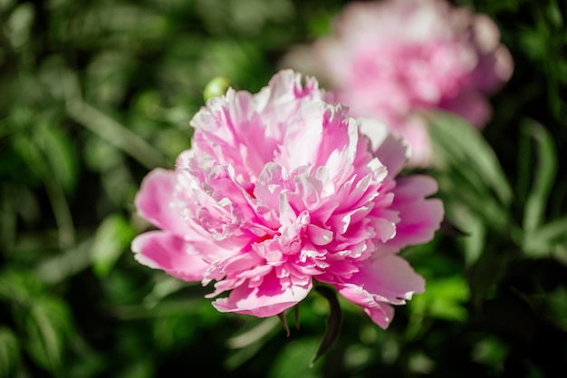 Pink peony flower close up