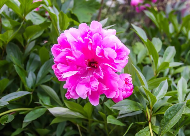 Pink peony flower close up