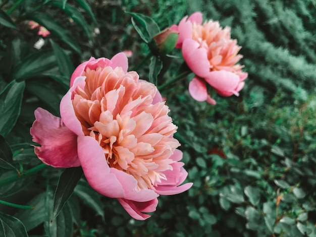 Pink peony flower on the garden Background