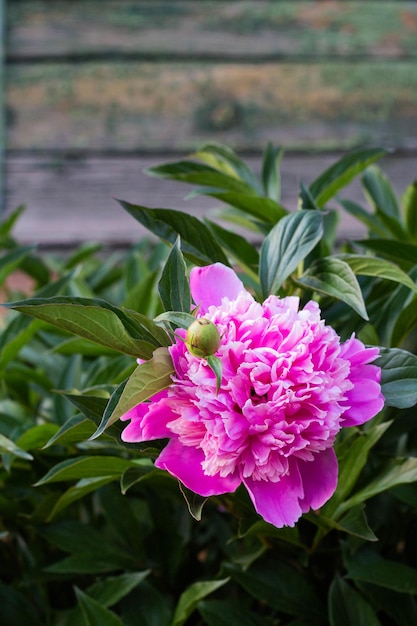 Pink peony flower growing in the garden