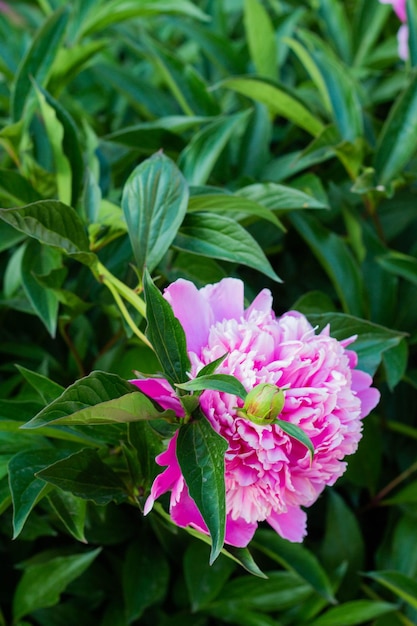 Pink peony flower growing in the garden