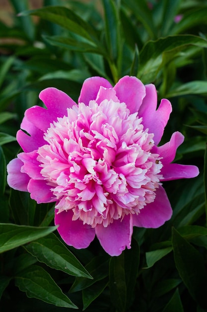 Pink peony flower growing in the garden