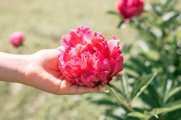 pink peony flower head in full bloom in a children hand on a background of blurred green leaves