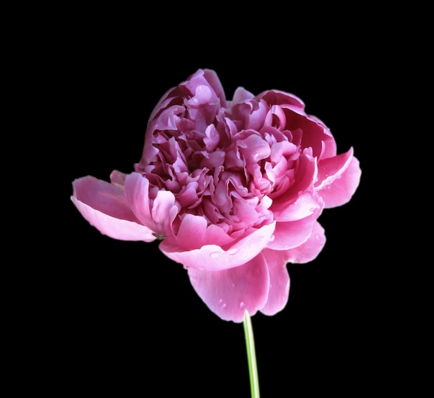 Pink peony flower isolated on black background