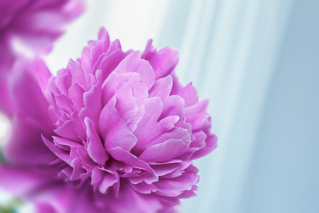 Pink peony flower on a light blue background closeup