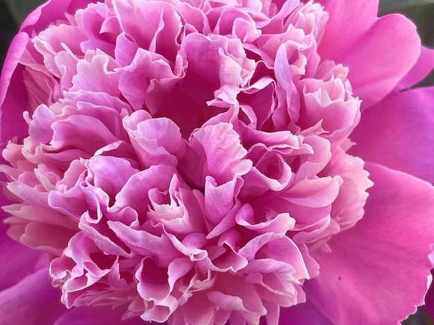 Photo pink peony flower petals closeup