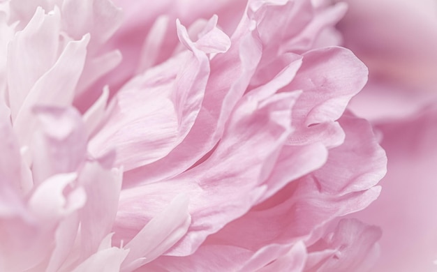 Pink peony flower petals Soft focus Abstract floral background for holiday brand design