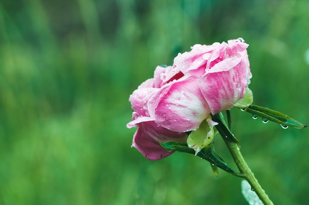 Pink peony flowers with raindrops on the petals on blurred vegetation background