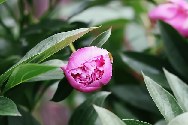 Pink peony fragrant beautiful flowers blooming in summer garden. Paeonia herbaceous perennial ornamental plant.