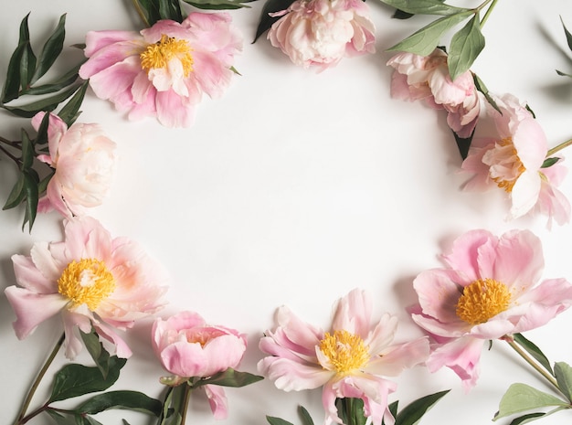 Pink peony frame isolated on white background and open space for text. Botany background. Top view