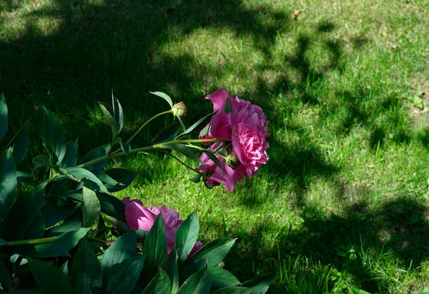 Pink peony in the garden on a Sunny summer morning