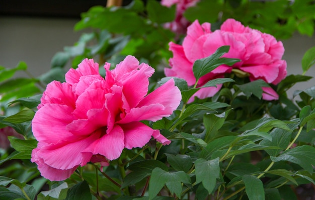 Pink peony in the garden