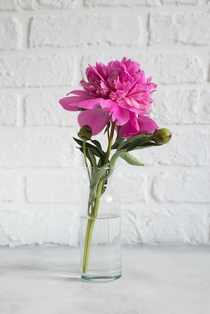 Pink peony in a glass vase on a white brick background