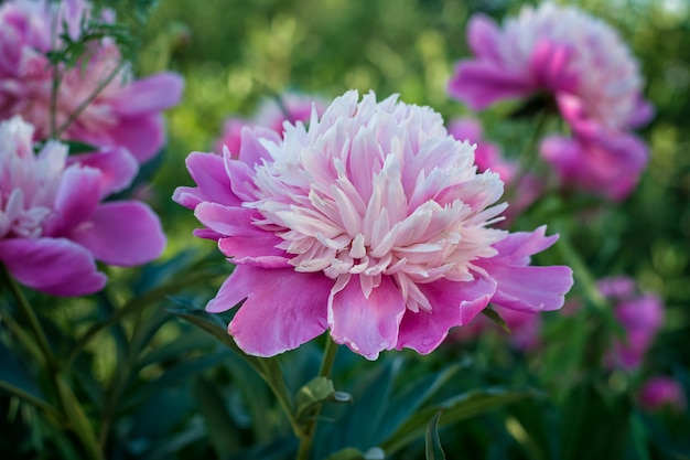 Pink peony in the green grass