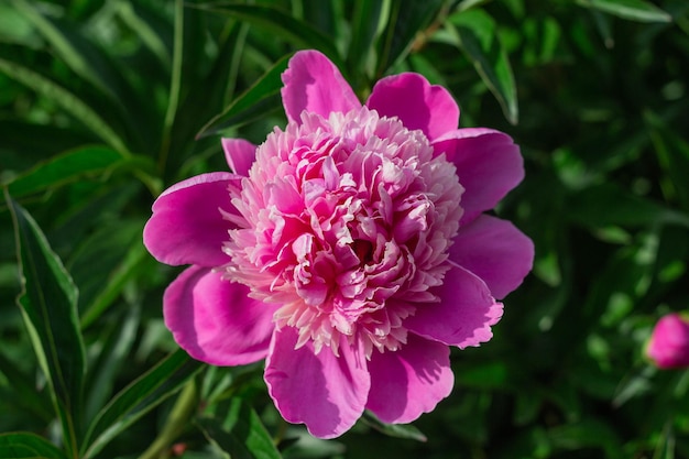 Pink peony grow in the garden closeup